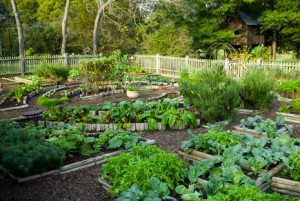 Comment obtenir un beau potager