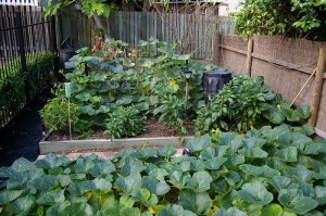 Emplacement du potager