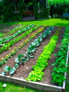 Évitez les maladies au potager