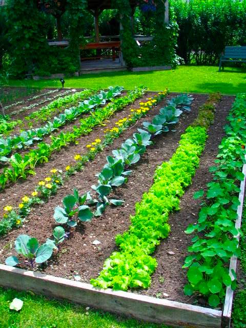 Compagnonnage potager