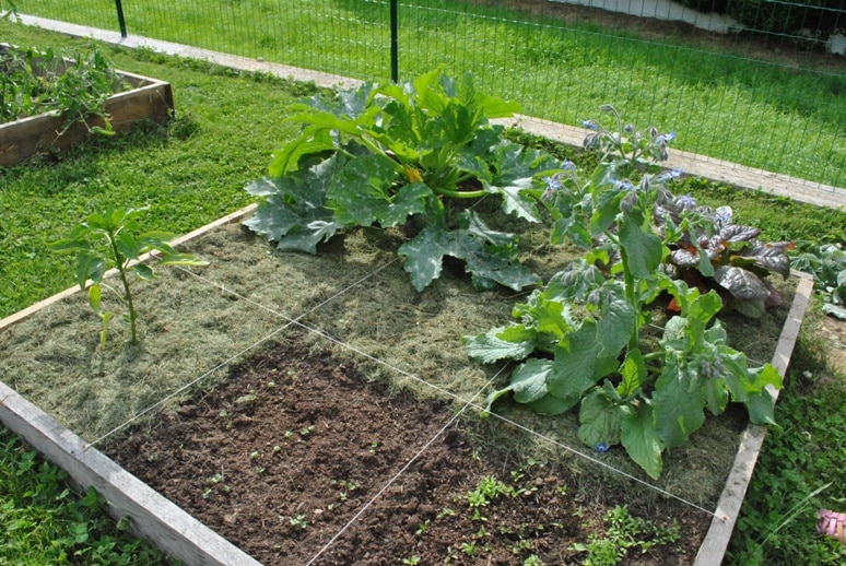 Jardin en carrés