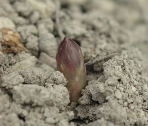 Culture de l'asperge