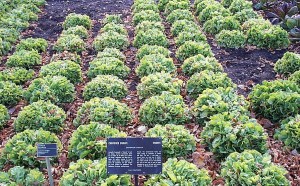 Culture de la Chicorée à salade