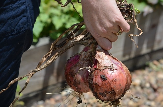 Groupez vos légumes et plantes en fonction de leur famille