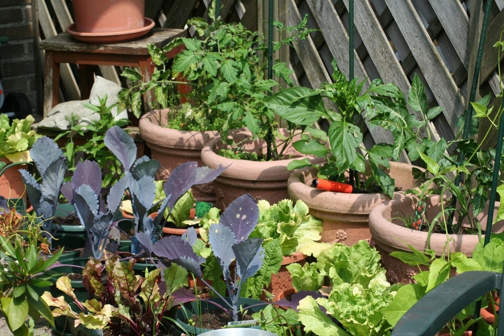 Pour un bon potager, un bon terrain