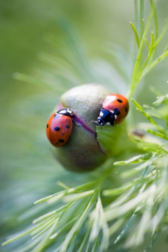 Les coccinelles sont une solution contre les pucerons notamment. / Source image : Gettyimages