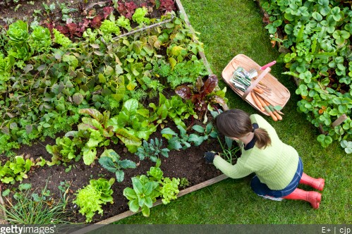 Potager : de l’ombre pour mes légumes