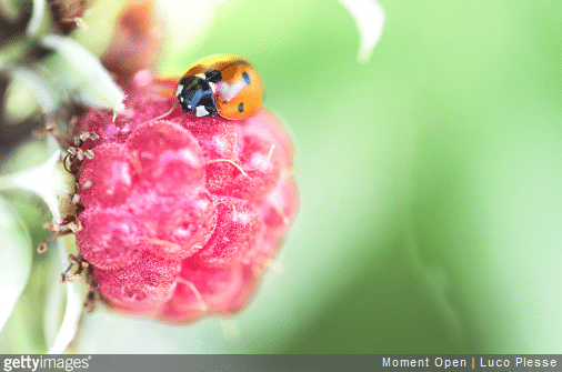 3 conseils pour avoir des coccinelles dans son potager