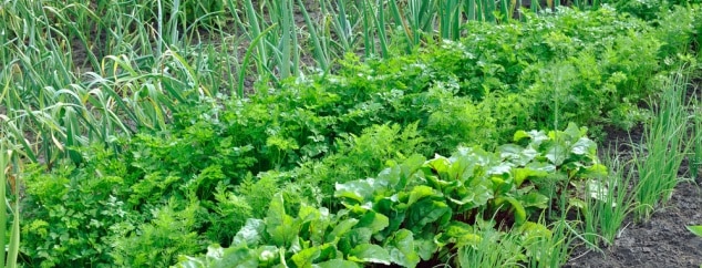 Comment prendre soin de son potager ?