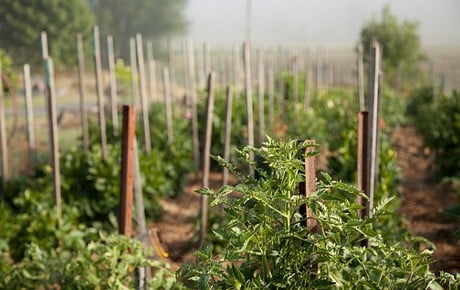 potager-rotation-jardin