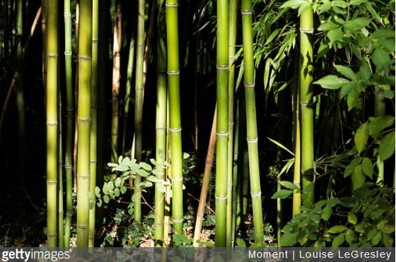 bambou-jardin-potager-utiliser-tuto-mode-demploi