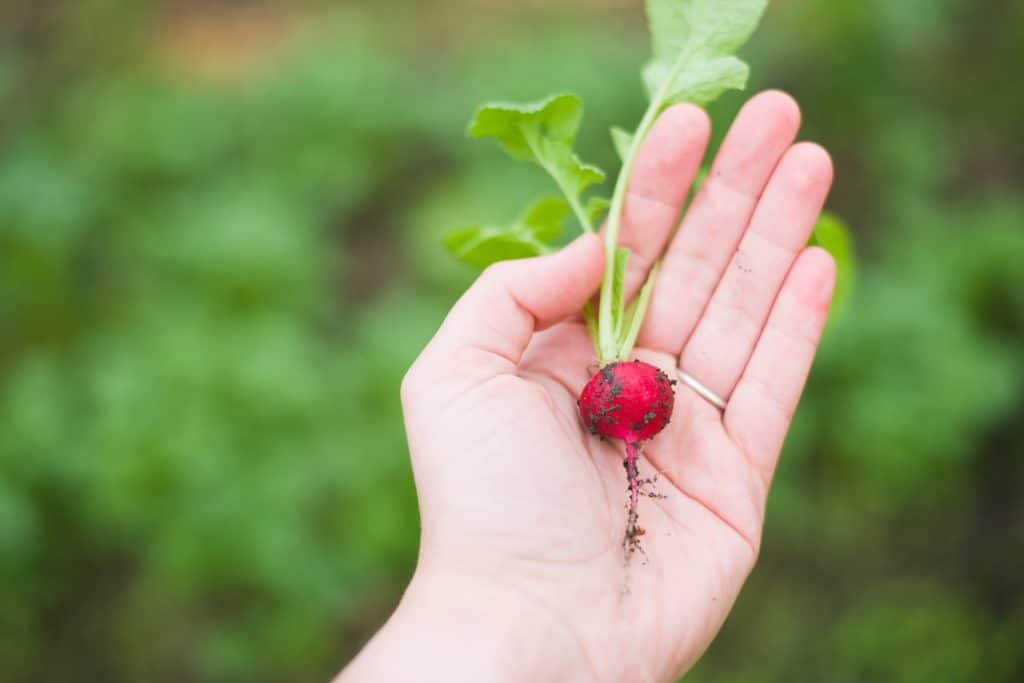 Un radis dans le jardin