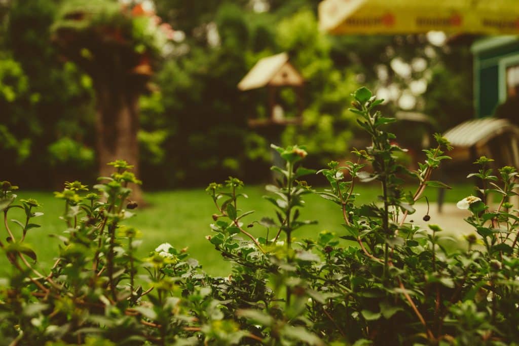 un jardin vert artisitique en ville