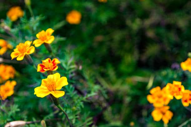 Jolies fleurs jaune dans un jardin