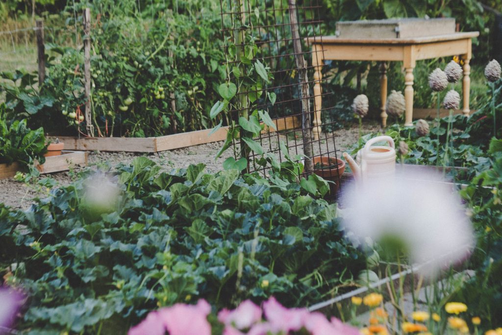 Potager bien entretenu avec légumes au mois de juin