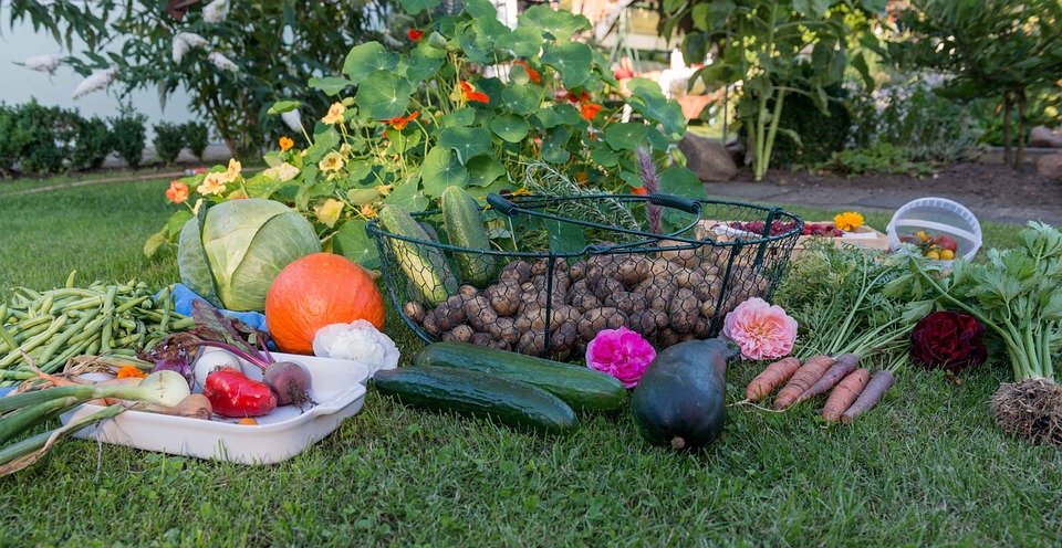 Potager et légumes : conseils de culture et entretien