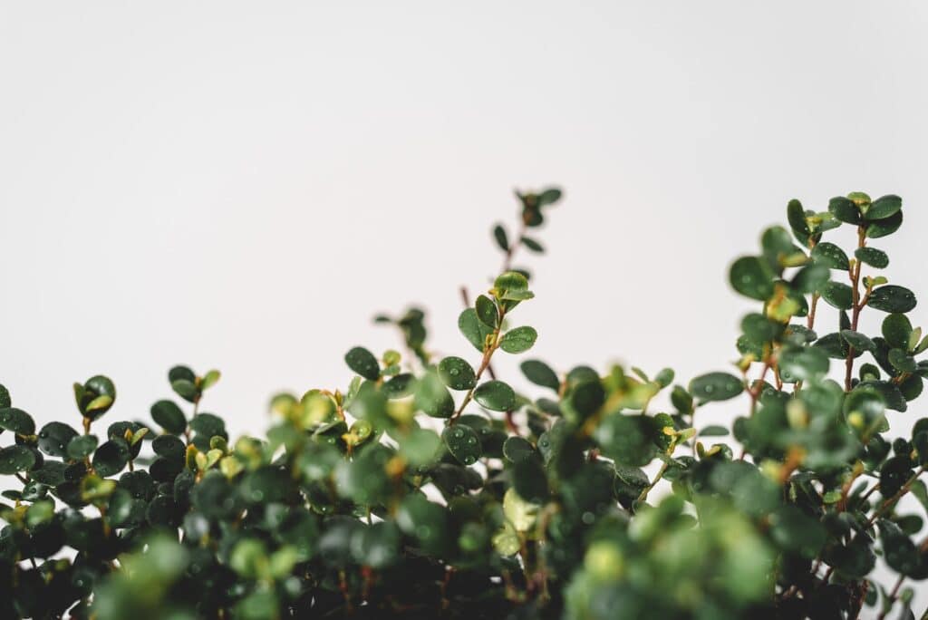 Quel type de plante pour une véranda ?